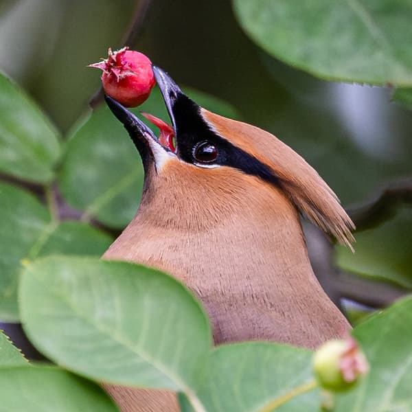 Waxwings