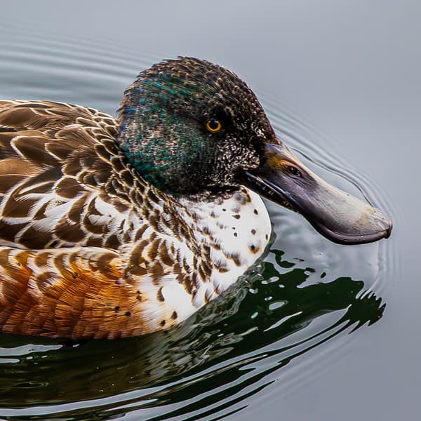 Waterfowl