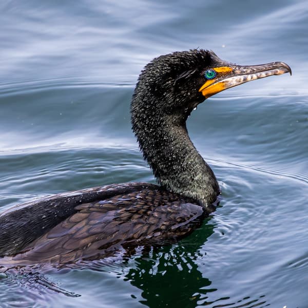 Sea Birds