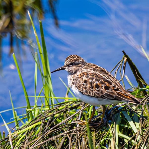 Least Sandpiper