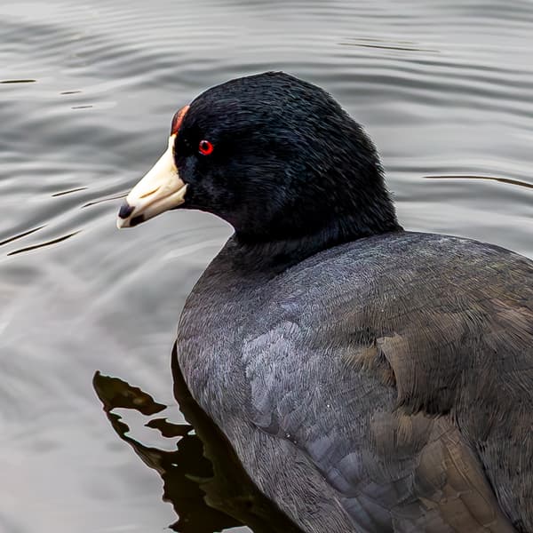 Ducks