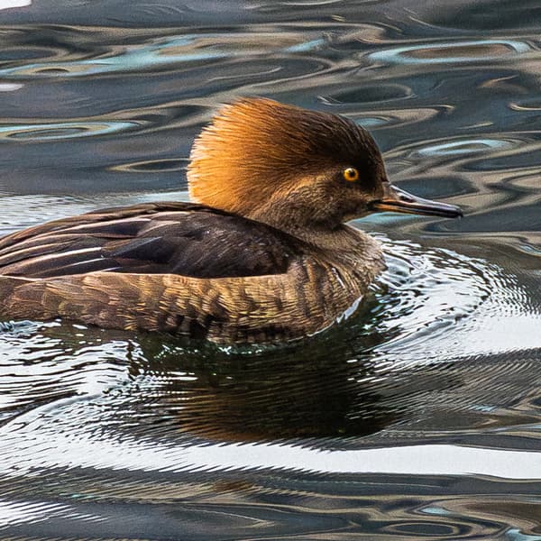 Hooded Merganser