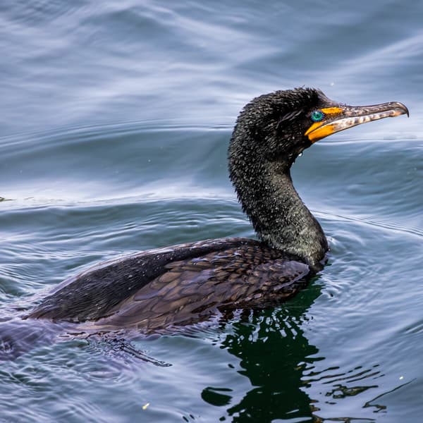 Cormorants