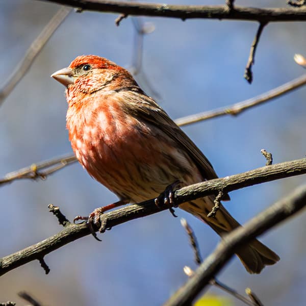 Finches