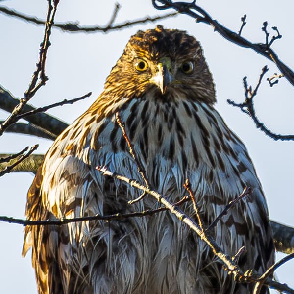 Red-tailed Hawk