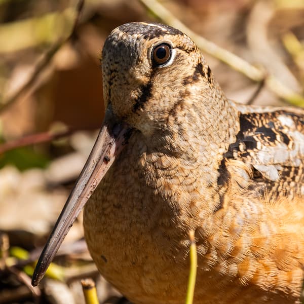 Sandpipers