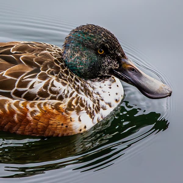 Northern Shoveler