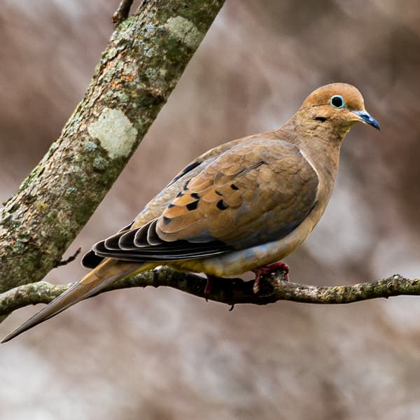 Mourning Dove