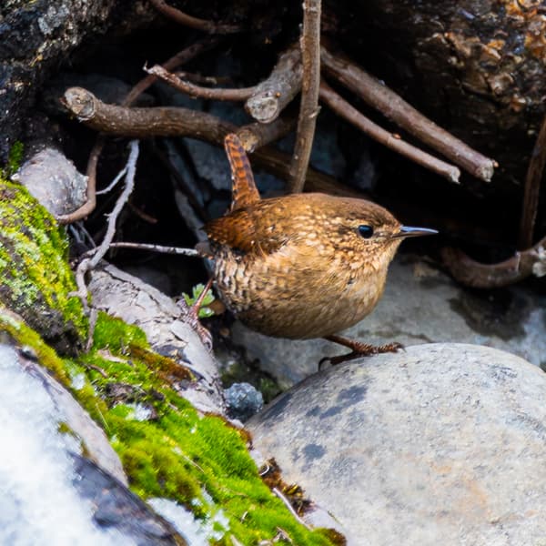 Wrens