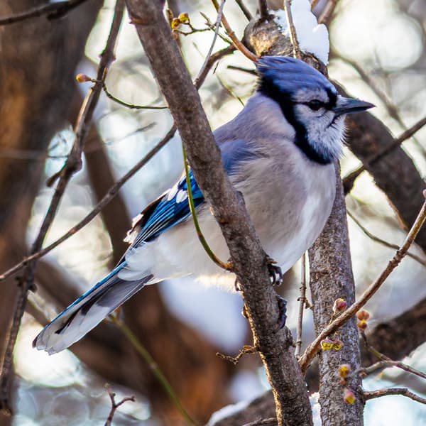 Crows, Magpies, and Jays