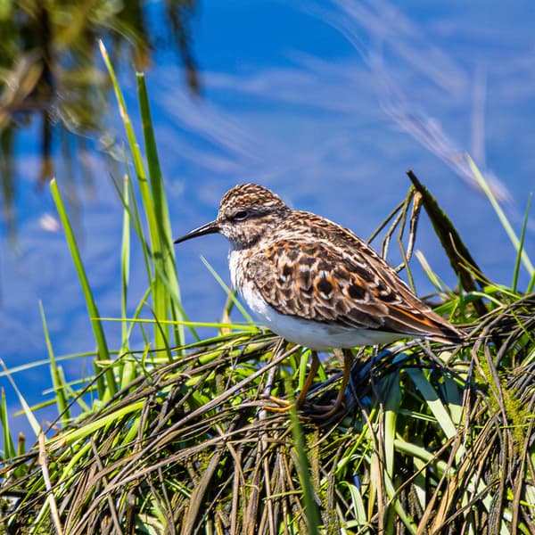 Shorebirds