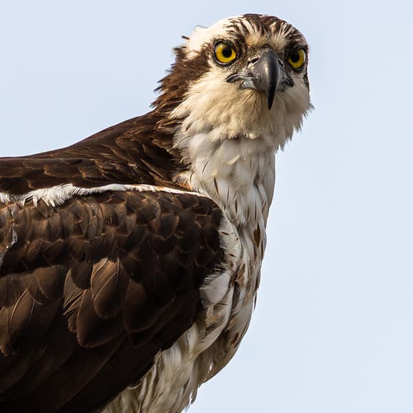 Birds of Prey