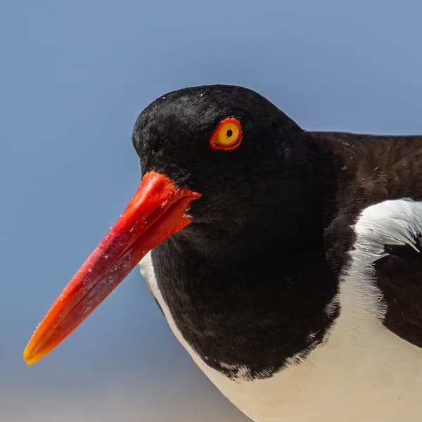 Oystercatchers