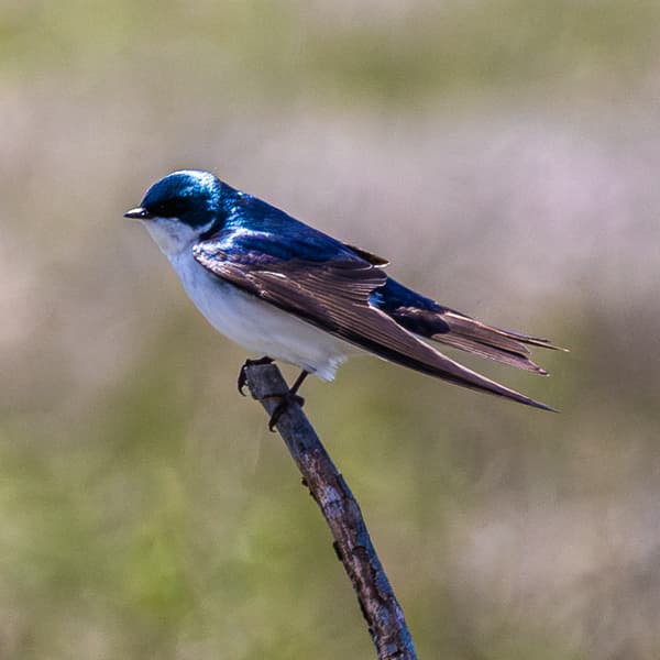 Aerial Insectivores
