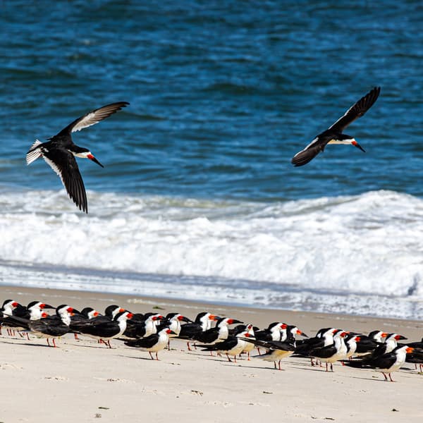 Terns