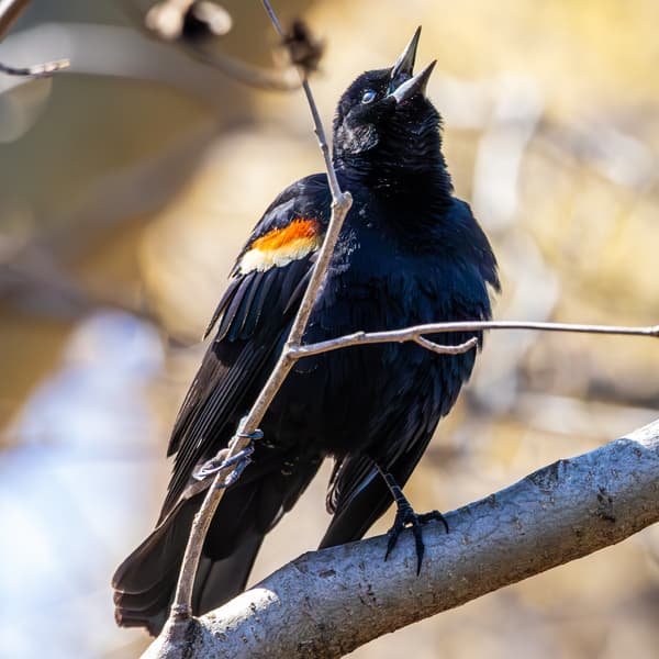 Songbirds