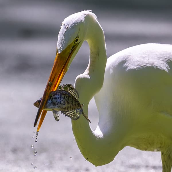 Wading Birds