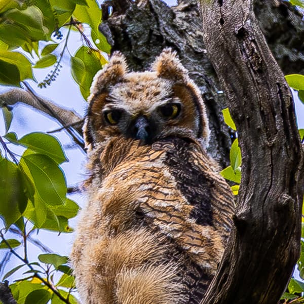 Owls