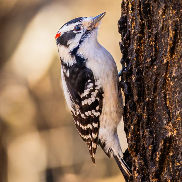 Woodpeckers