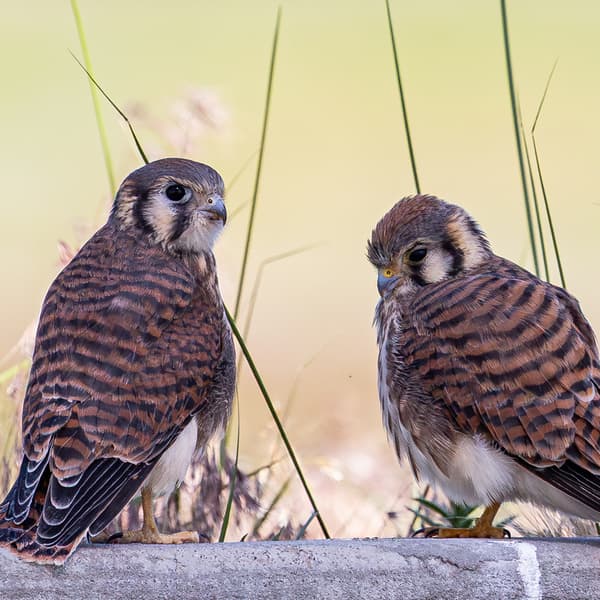 Falcons