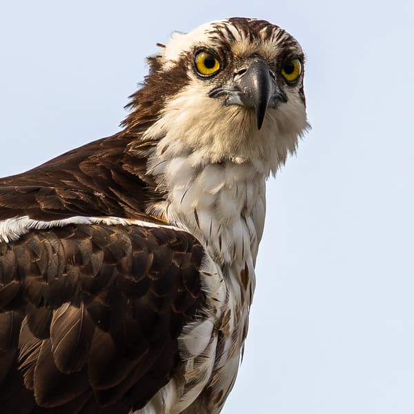 Hawks