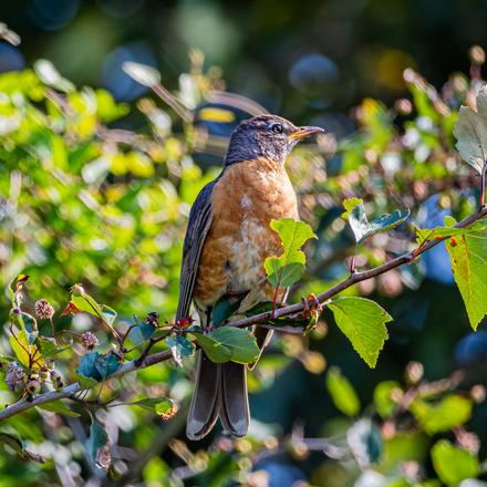 American Robin