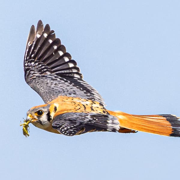 American Kestrel