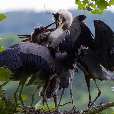 Great Blue Heron