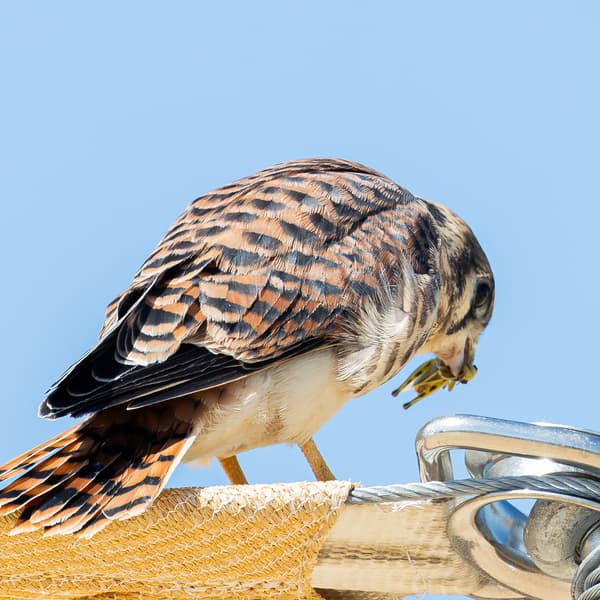 American Kestrel