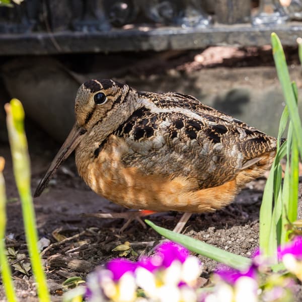 American Woodcock