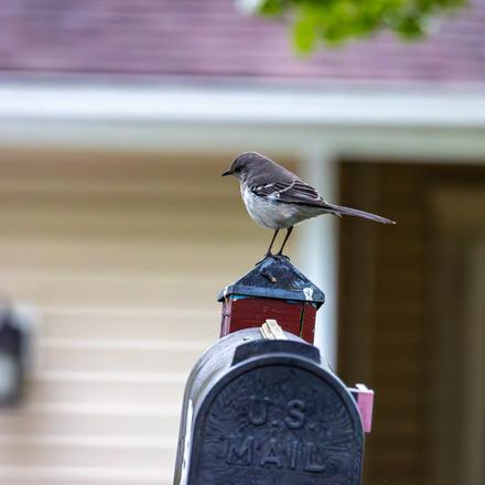 Northern Mockingbird