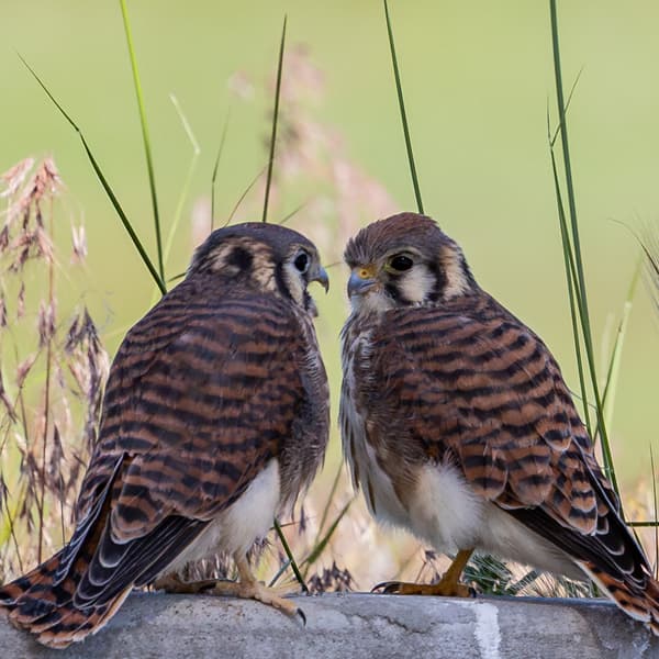 American Kestrel