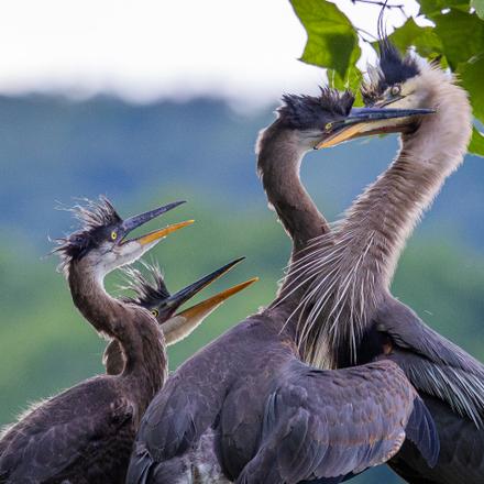 Great Blue Heron