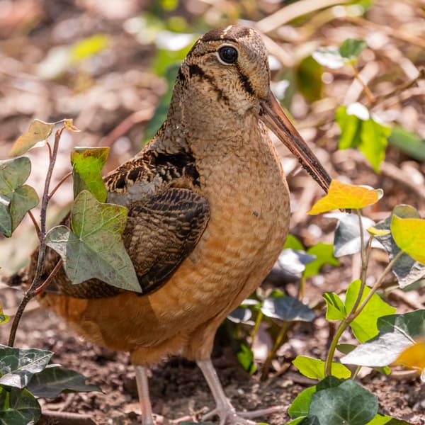 American Woodcock