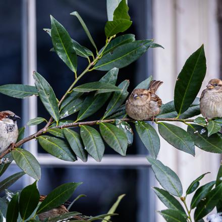 House Sparrow