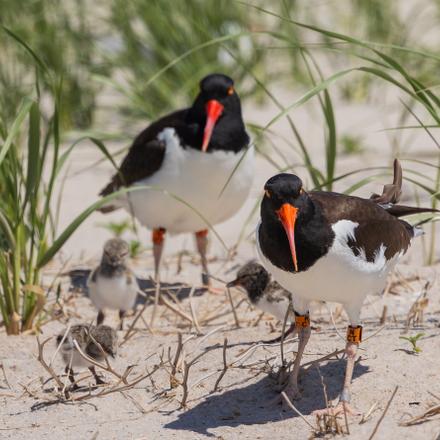 American Oystercatcher