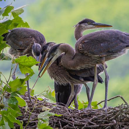 Great Blue Heron