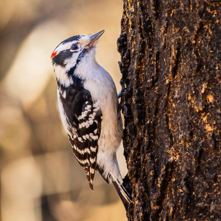 Downy Woodpecker