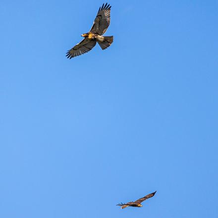 Red-tailed Hawk