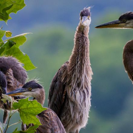 Great Blue Heron