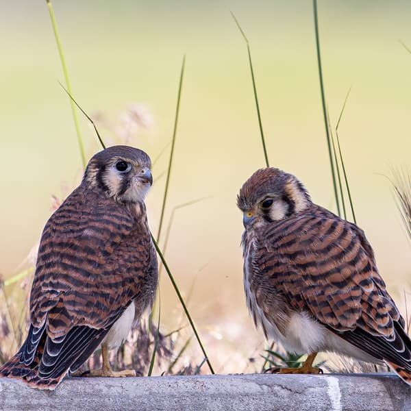 American Kestrel