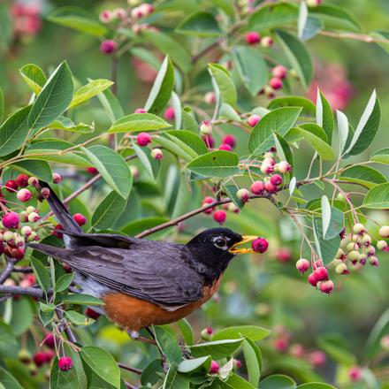 American Robin