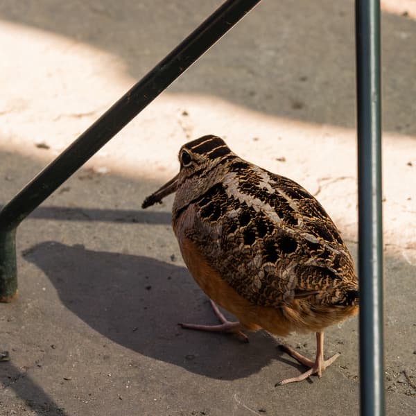 American Woodcock