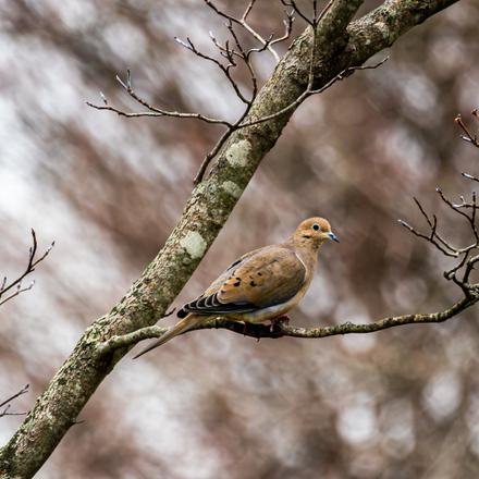 Mourning Dove