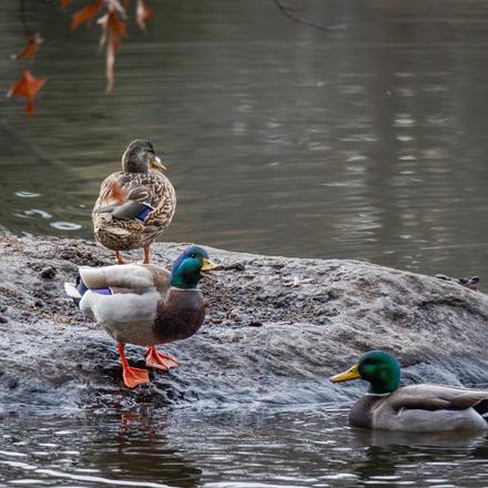 Mallard