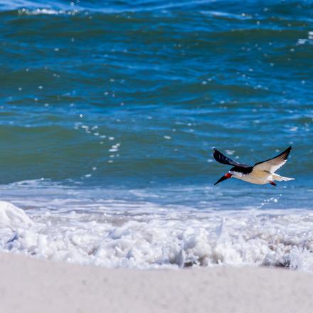 Black Skimmer