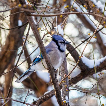 Blue Jay