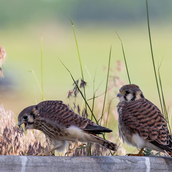 American Kestrel