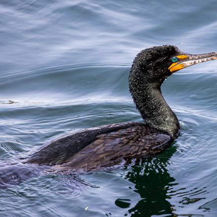 Double-crested Cormorant