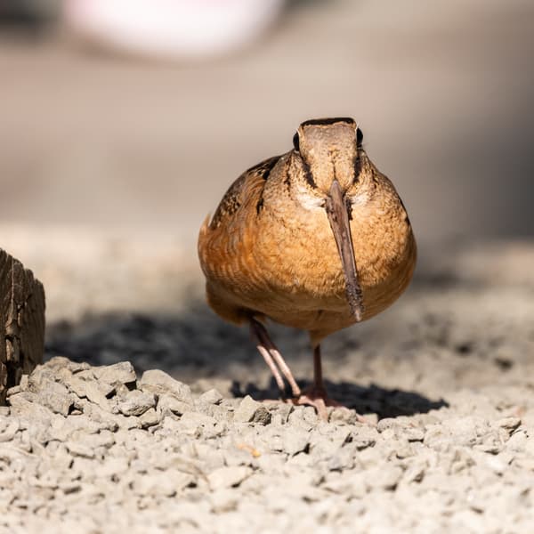 American Woodcock